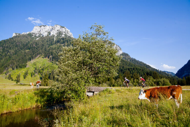 Röthelmoos